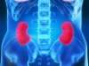 Kidneys