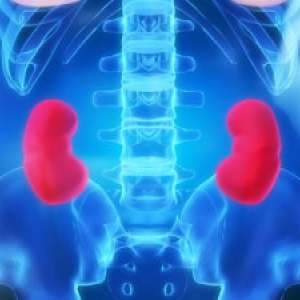 Kidneys