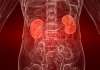 Kidneys